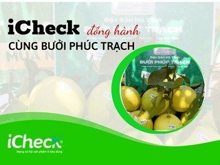 iCheck đồng hành cũng bưởi Phúc Trạch giữ vững vị thế “Đệ nhất danh quả”